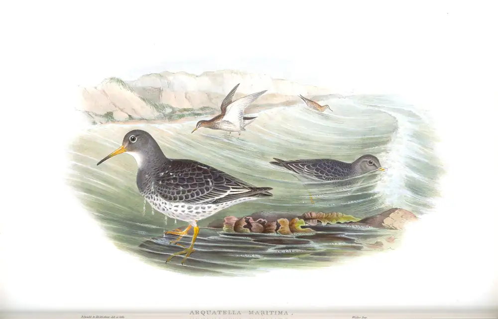 The whole sheet of volume IV, plate 74, with its engraved caption