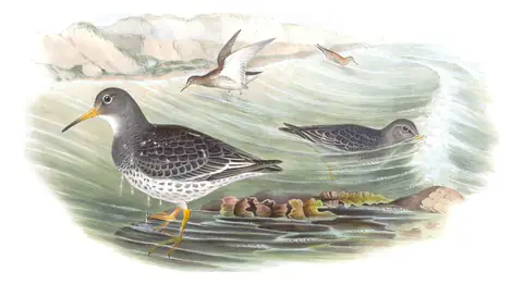 Volume IV, plate 74 of Gould's The Birds of Great Britain: Purple Sandpiper (Calidris maritima)