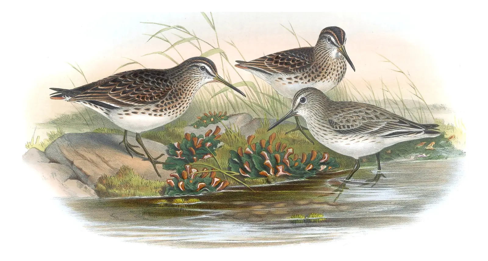 Volume IV, plate 75 of Gould's The Birds of Great Britain: Broad-billed Sandpiper (Calidris falcinellus)