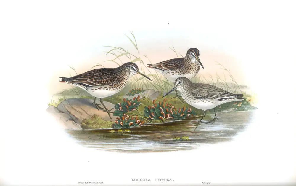 The whole sheet of volume IV, plate 75, with its engraved caption