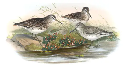 Volume IV, plate 75 of Gould's The Birds of Great Britain: Broad-billed Sandpiper (Calidris falcinellus)