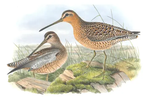 Volume IV, plate 76 of Gould's The Birds of Great Britain: Long-billed Dowitcher (Limnodromus scolopaceus)