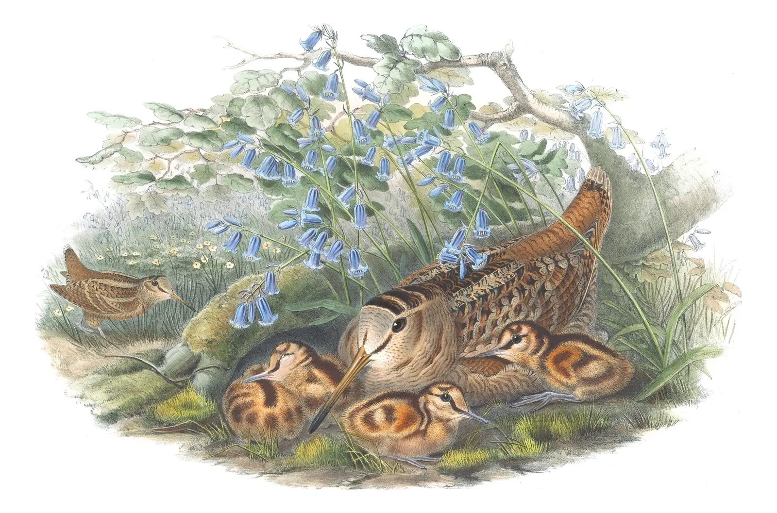 Volume IV, plate 77 of Gould's The Birds of Great Britain: Eurasian Woodcock (Scolopax rusticola)