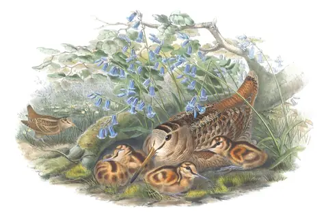 Volume IV, plate 77 of Gould's The Birds of Great Britain: Eurasian Woodcock (Scolopax rusticola)