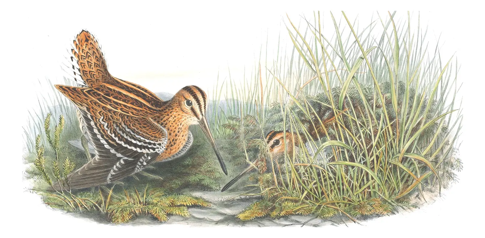 Volume IV, plate 78 of Gould's The Birds of Great Britain: Great Snipe (Gallinago media)