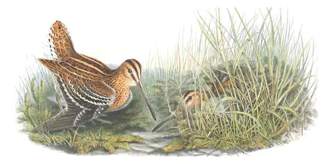 Volume IV, plate 78 of Gould's The Birds of Great Britain: Great Snipe (Gallinago media)