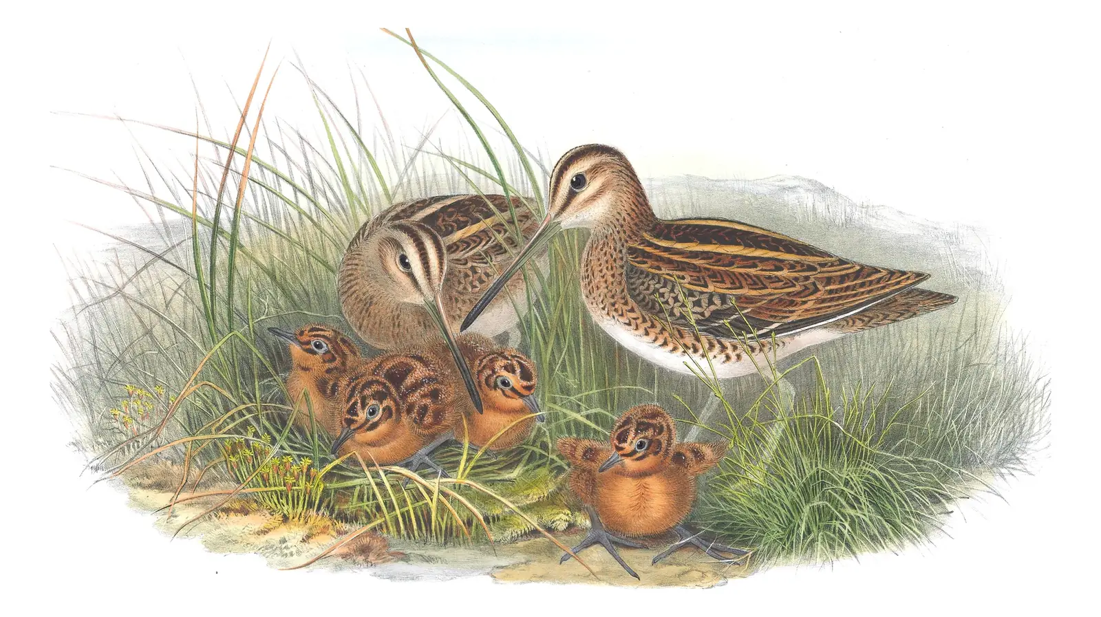 Volume IV, plate 79 of Gould's The Birds of Great Britain: Common Snipe (Gallinago gallinago)