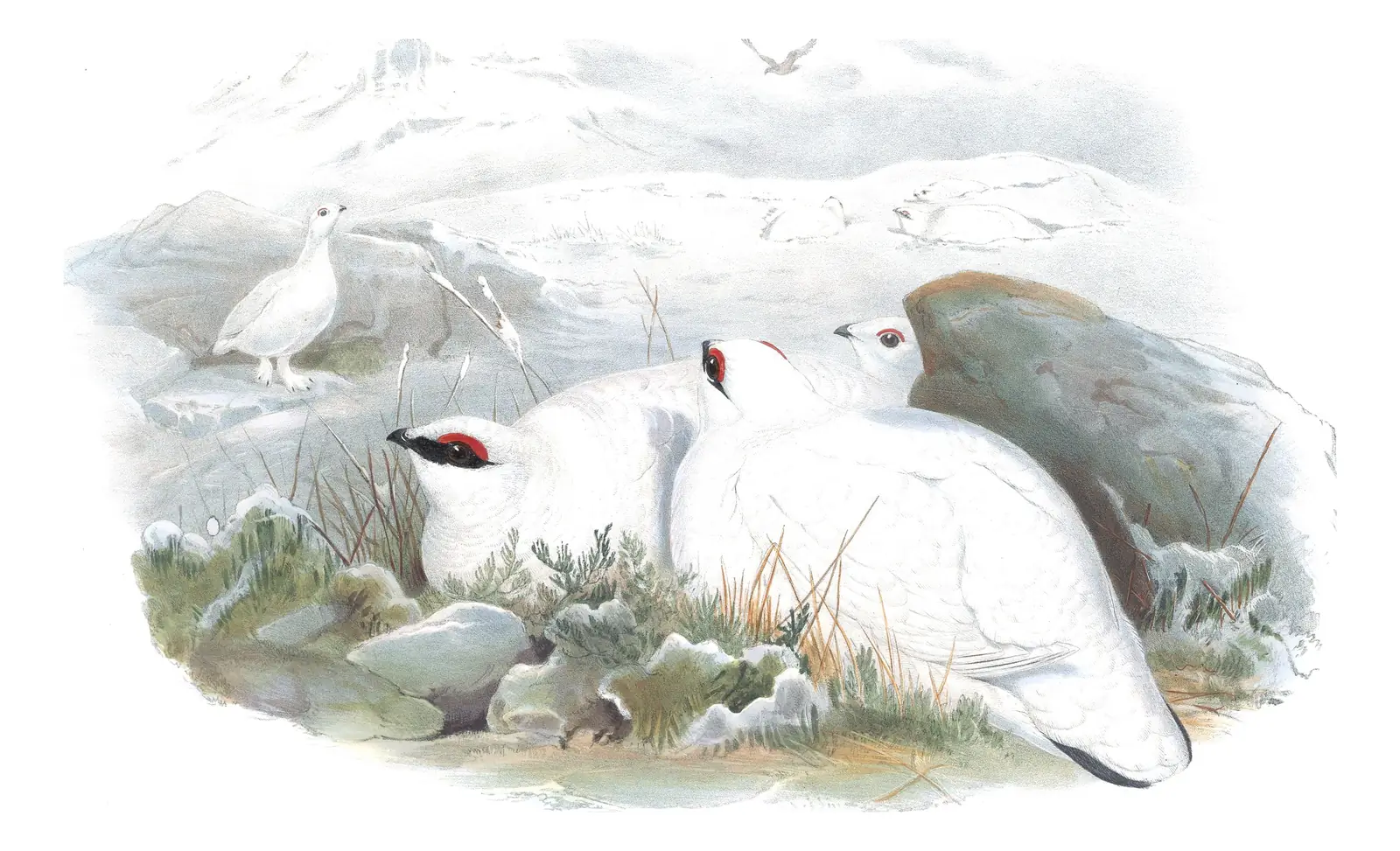 Volume IV, plate 8 of Gould's The Birds of Great Britain: Rock Ptarmigan (Lagopus muta)
