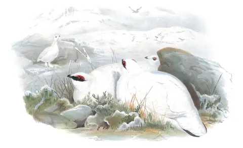 Volume IV, plate 8 of Gould's The Birds of Great Britain: Rock Ptarmigan (Lagopus muta)