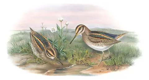 Volume IV, plate 80 of Gould's The Birds of Great Britain: Jack Snipe (Lymnocryptes minimus)