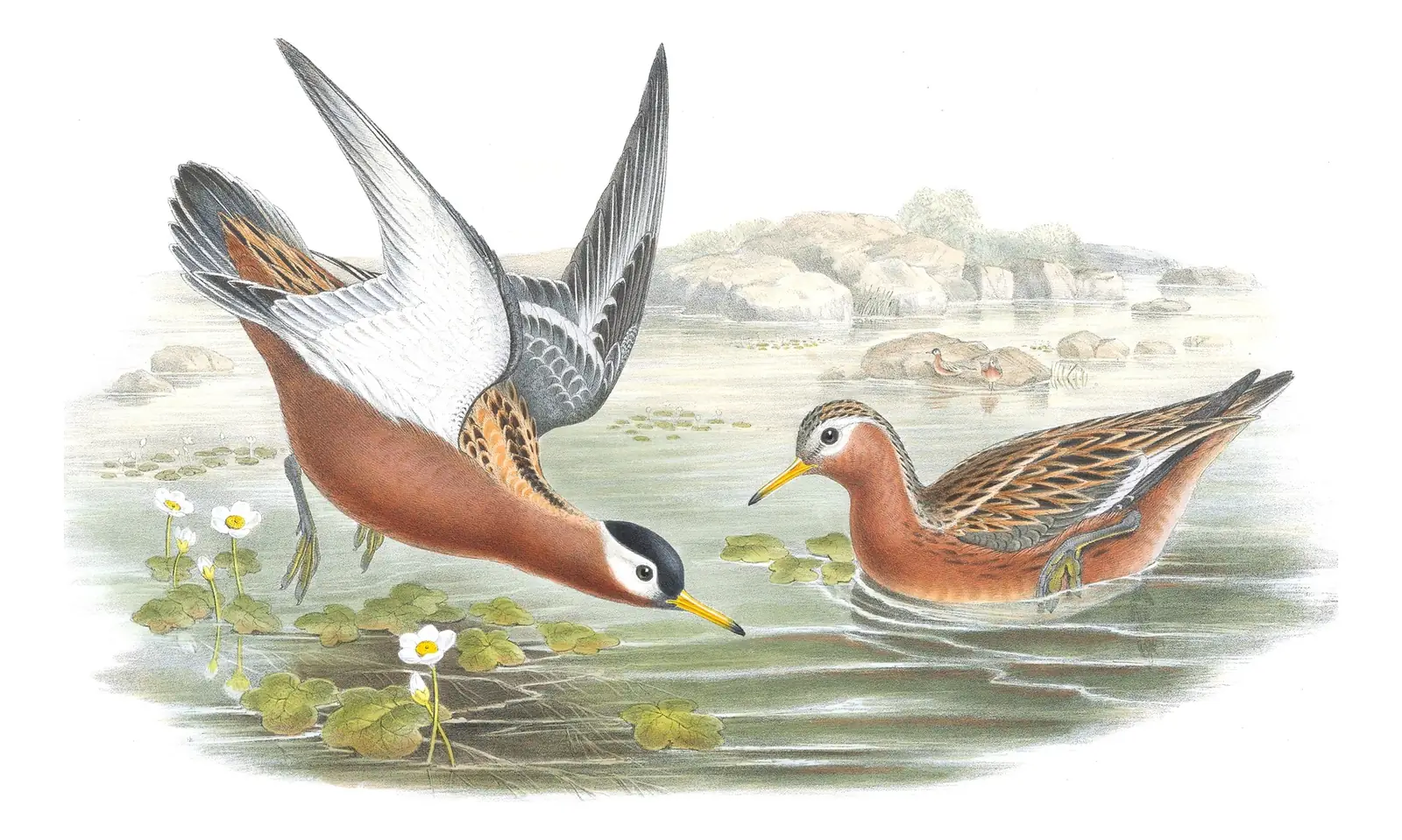 Volume IV, plate 81 of Gould's The Birds of Great Britain: Red Phalarope (Phalaropus fulicarius)