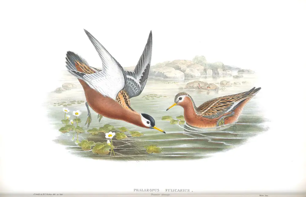 The whole sheet of volume IV, plate 81, with its engraved caption