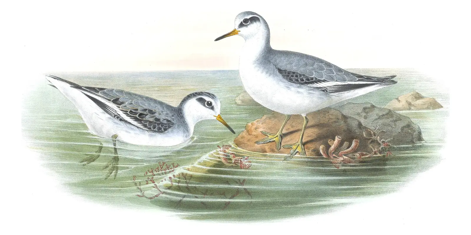 Volume IV, plate 82 of Gould's The Birds of Great Britain: Red Phalarope (Phalaropus fulicarius)