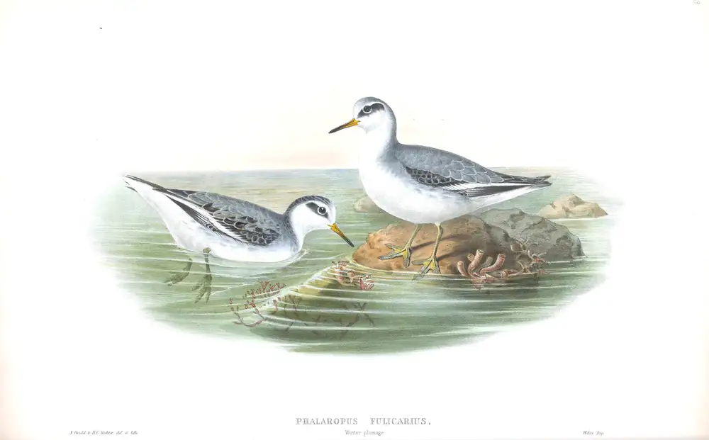 The whole sheet of volume IV, plate 82, with its engraved caption
