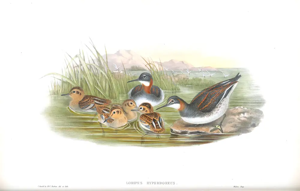 The whole sheet of volume IV, plate 83, with its engraved caption