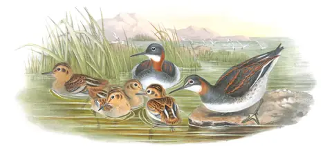 Volume IV, plate 83 of Gould's The Birds of Great Britain: Red-necked Phalarope (Phalaropus lobatus)