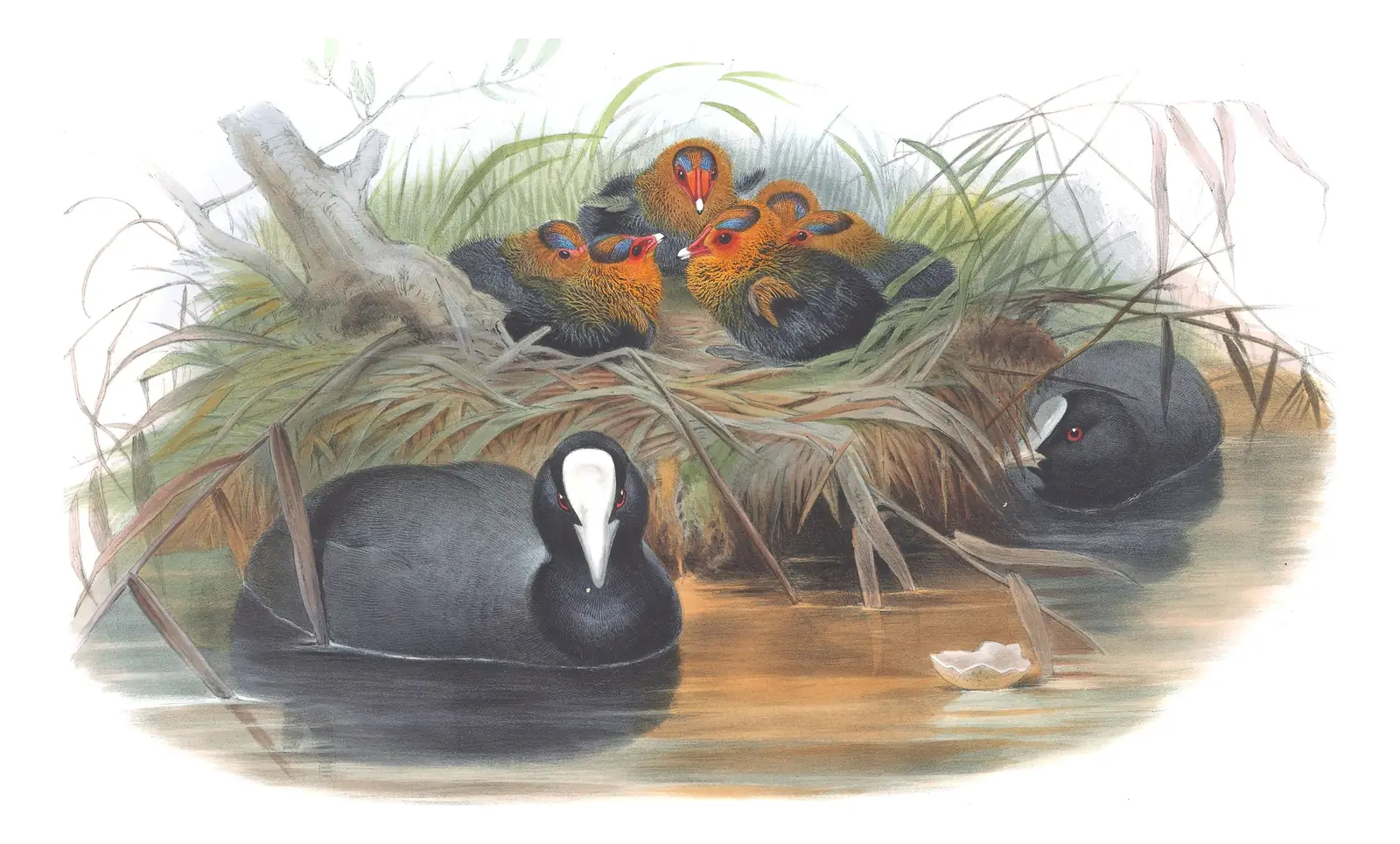 Volume IV, plate 84 of Gould's The Birds of Great Britain: Eurasian Coot (Fulica atra)