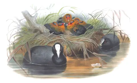 Volume IV, plate 84 of Gould's The Birds of Great Britain: Eurasian Coot (Fulica atra)