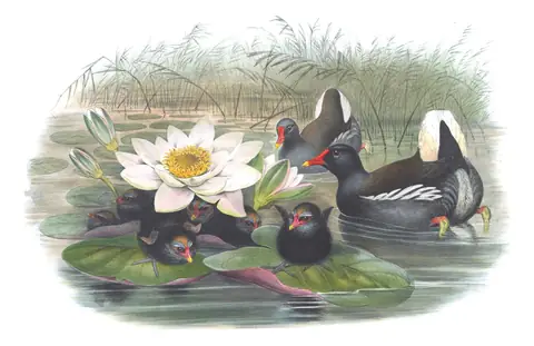 Volume IV, plate 85 of Gould's The Birds of Great Britain: Eurasian Moorhen (Gallinula chloropus)