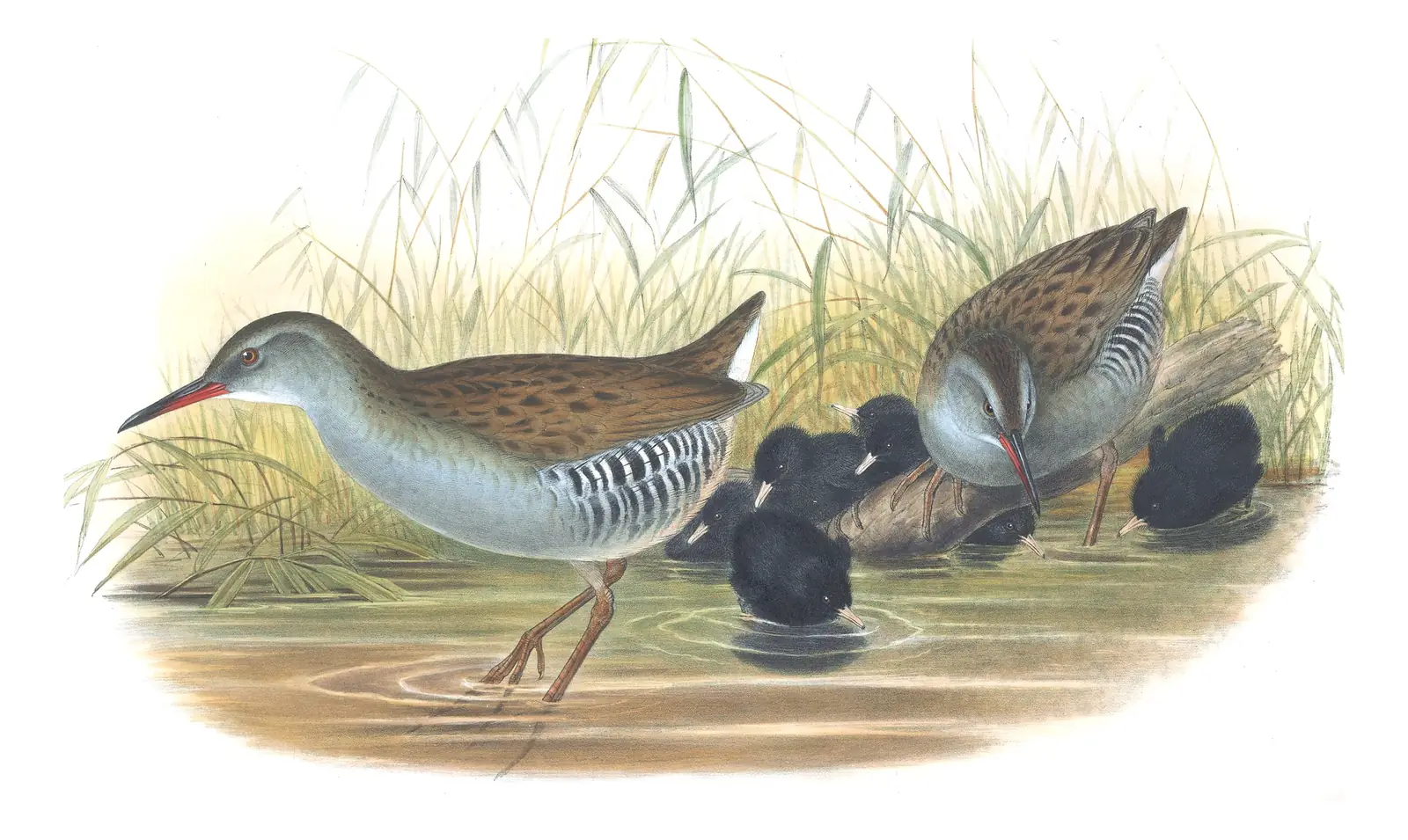 Volume IV, plate 86 of Gould's The Birds of Great Britain: Water Rail (Rallus aquaticus)