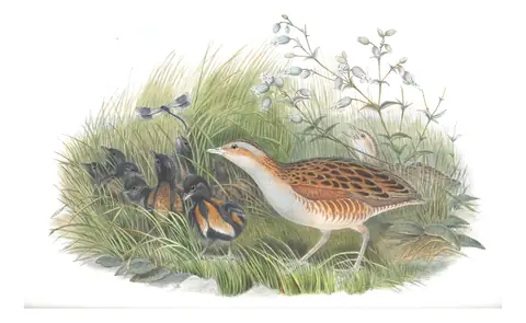 Volume IV, plate 87 of Gould's The Birds of Great Britain: Corn Crake (Crex crex)