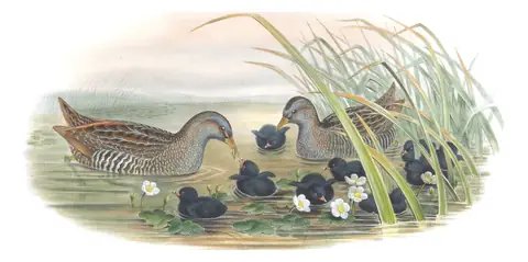 Volume IV, plate 88 of Gould's The Birds of Great Britain: Spotted Crake (Porzana porzana)