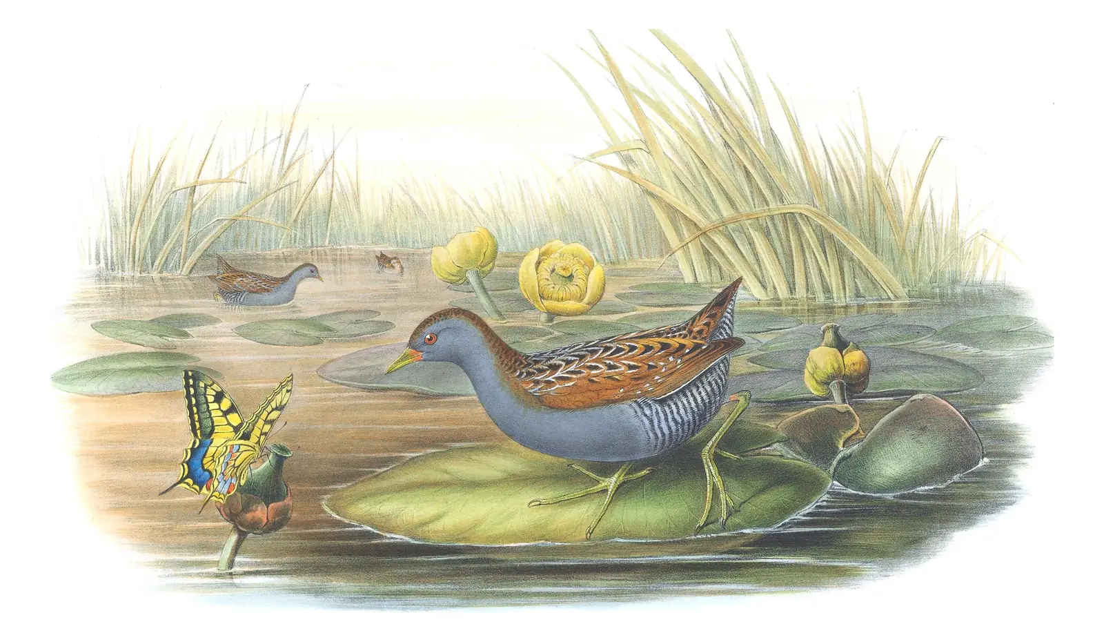 Volume IV, plate 89 of Gould's The Birds of Great Britain: Baillon's Crake (Zapornia pusilla)