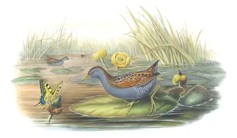 Volume IV, plate 89 of Gould's The Birds of Great Britain: Baillon's Crake (Zapornia pusilla)