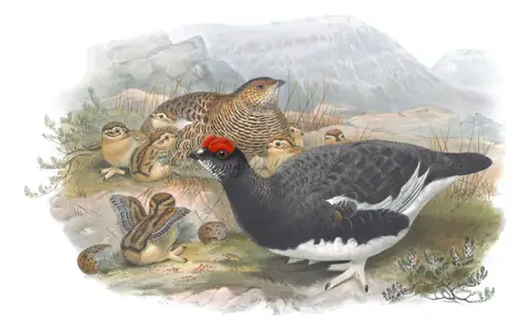 Volume IV, plate 9 of Gould's The Birds of Great Britain: Rock Ptarmigan (Lagopus muta)