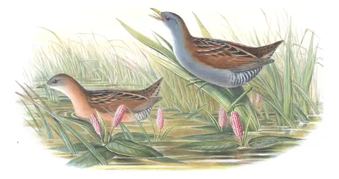 Volume IV, plate 90 of Gould's The Birds of Great Britain: Little Crake (Zapornia parva)