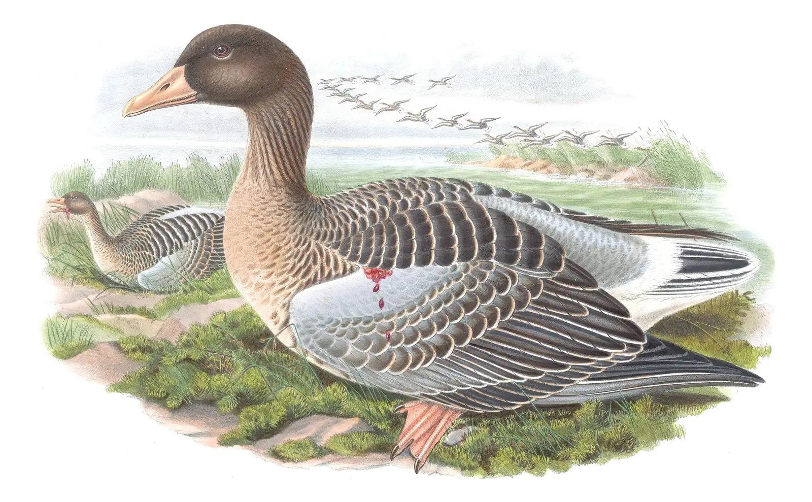 Volume V, plate 1 of Gould's The Birds of Great Britain: Graylag Goose (Anser anser)