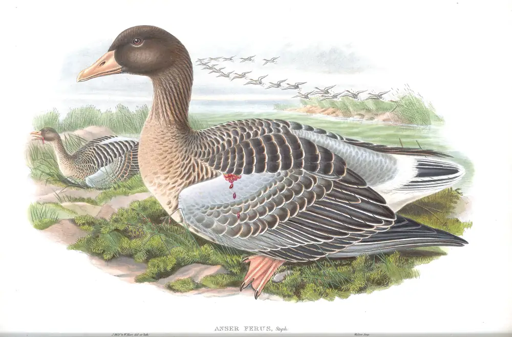 The whole sheet of volume V, plate 1, with its engraved caption