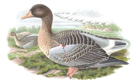 Volume V, plate 1 of Gould's The Birds of Great Britain: Graylag Goose (Anser anser)