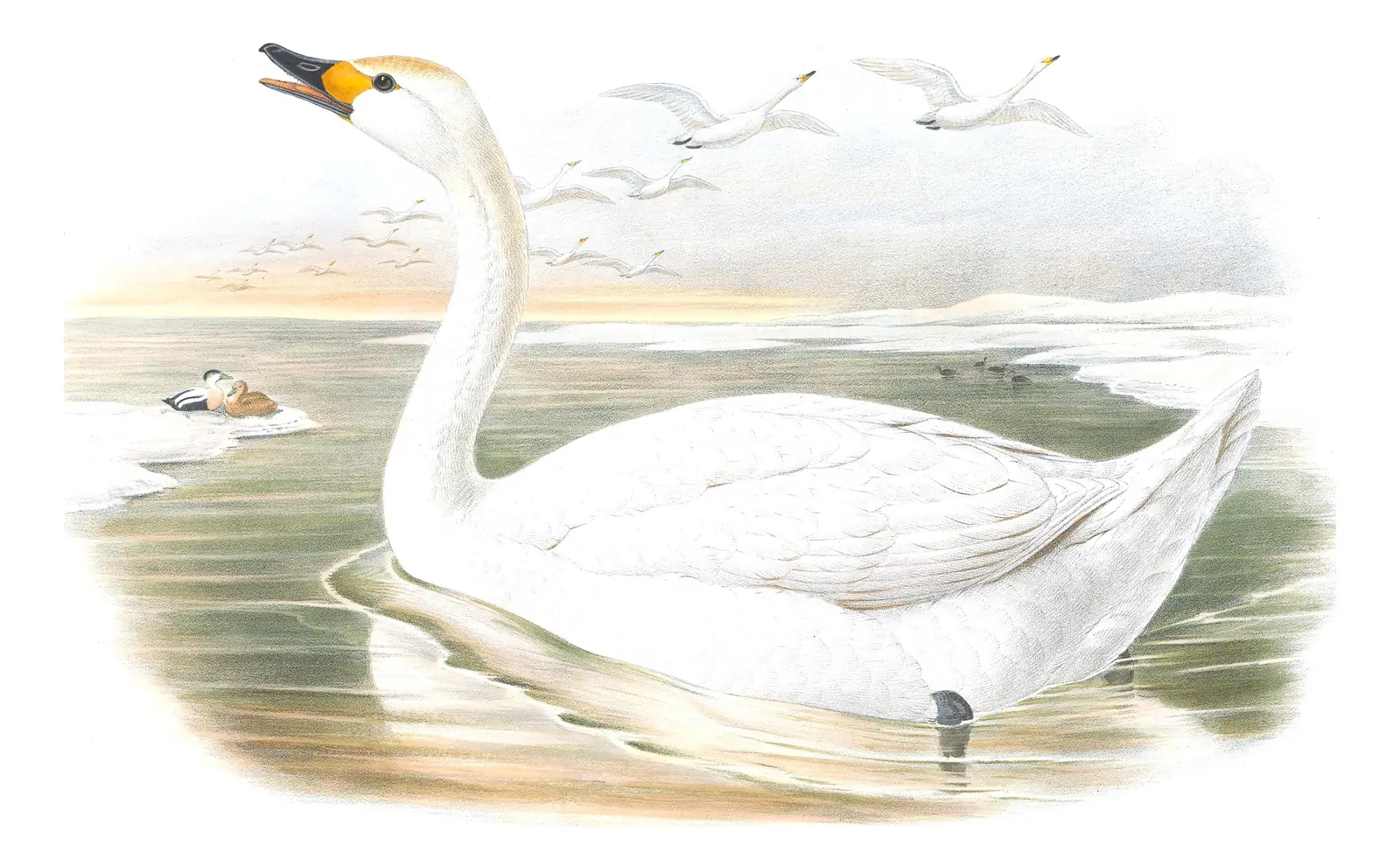 Volume V, plate 10 of Gould's The Birds of Great Britain: Tundra Swan (Cygnus columbianus)