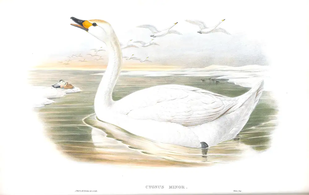 The whole sheet of volume V, plate 10, with its engraved caption