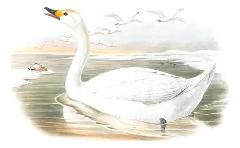 Volume V, plate 10 of Gould's The Birds of Great Britain: Tundra Swan (Cygnus columbianus)