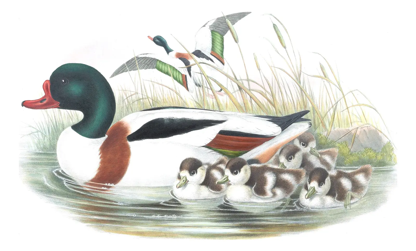 Volume V, plate 11 of Gould's The Birds of Great Britain: Common Shelduck (Tadorna tadorna)