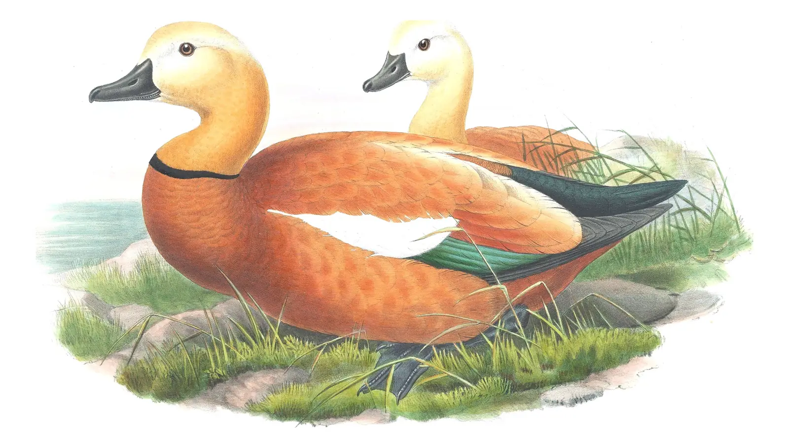 Volume V, plate 12 of Gould's The Birds of Great Britain: Ruddy Shelduck (Tadorna ferruginea)