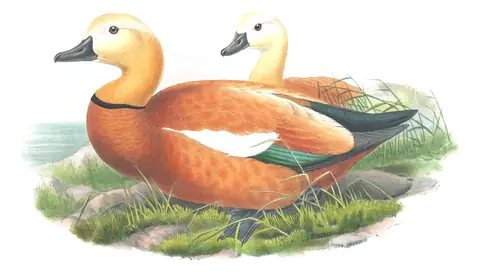 Volume V, plate 12 of Gould's The Birds of Great Britain: Ruddy Shelduck (Tadorna ferruginea)