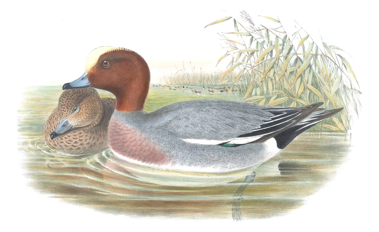 Volume V, plate 13 of Gould's The Birds of Great Britain: Eurasian Wigeon (Mareca penelope)