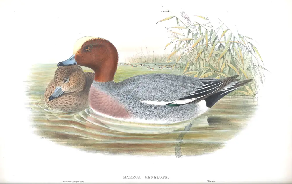 The whole sheet of volume V, plate 13, with its engraved caption