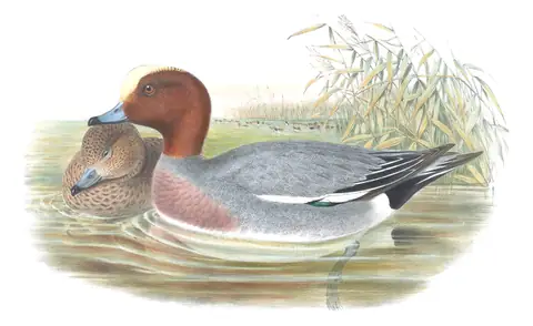 Volume V, plate 13 of Gould's The Birds of Great Britain: Eurasian Wigeon (Mareca penelope)