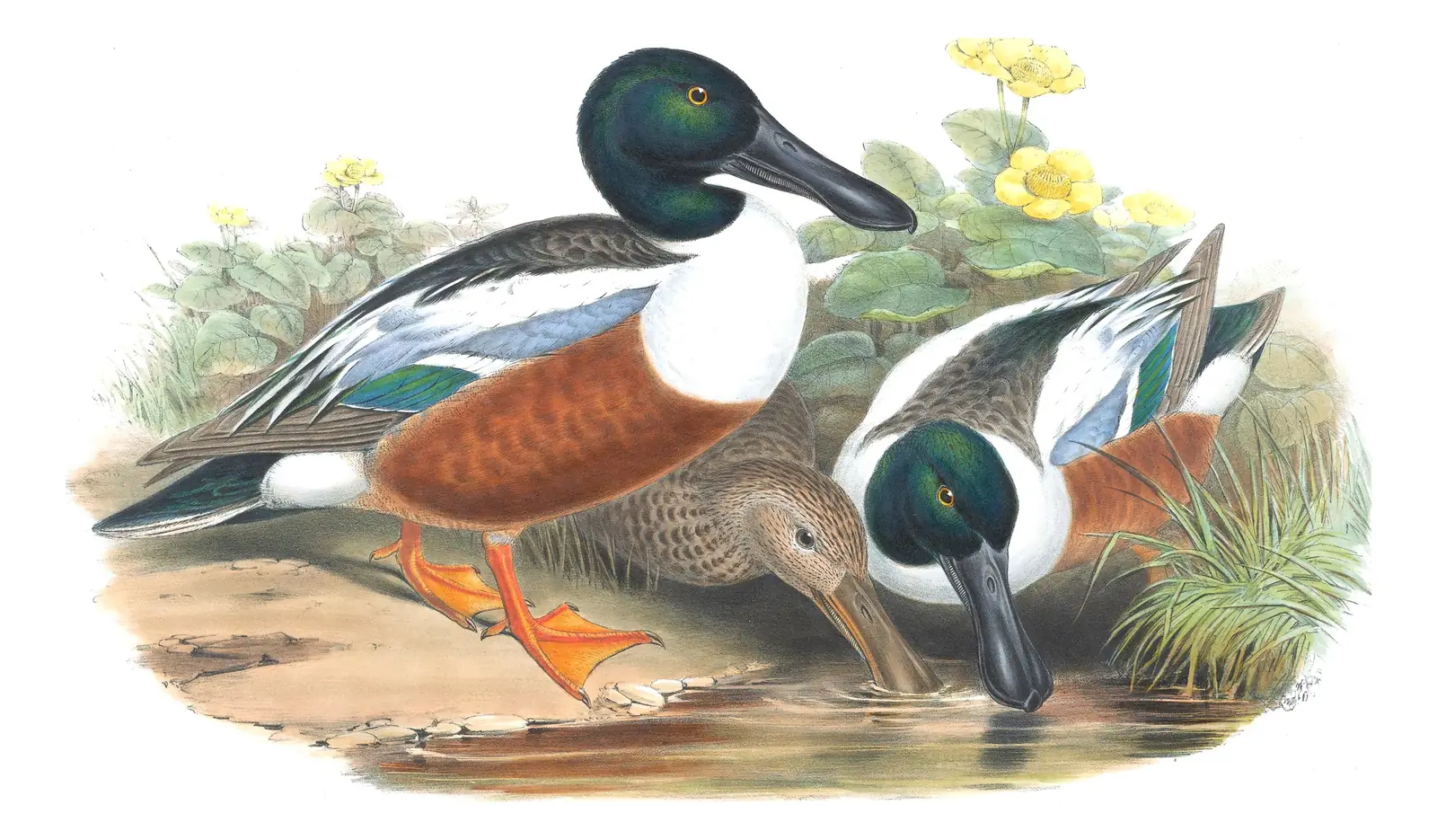 Volume V, plate 14 of Gould's The Birds of Great Britain: Northern Shoveler (Spatula clypeata)