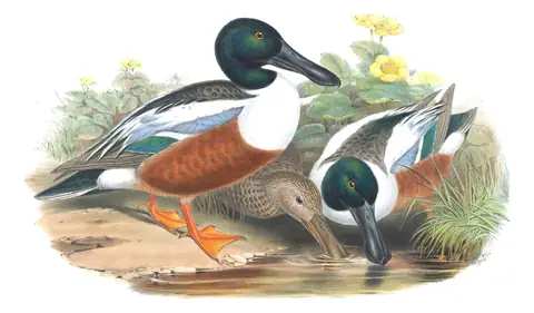 Volume V, plate 14 of Gould's The Birds of Great Britain: Northern Shoveler (Spatula clypeata)