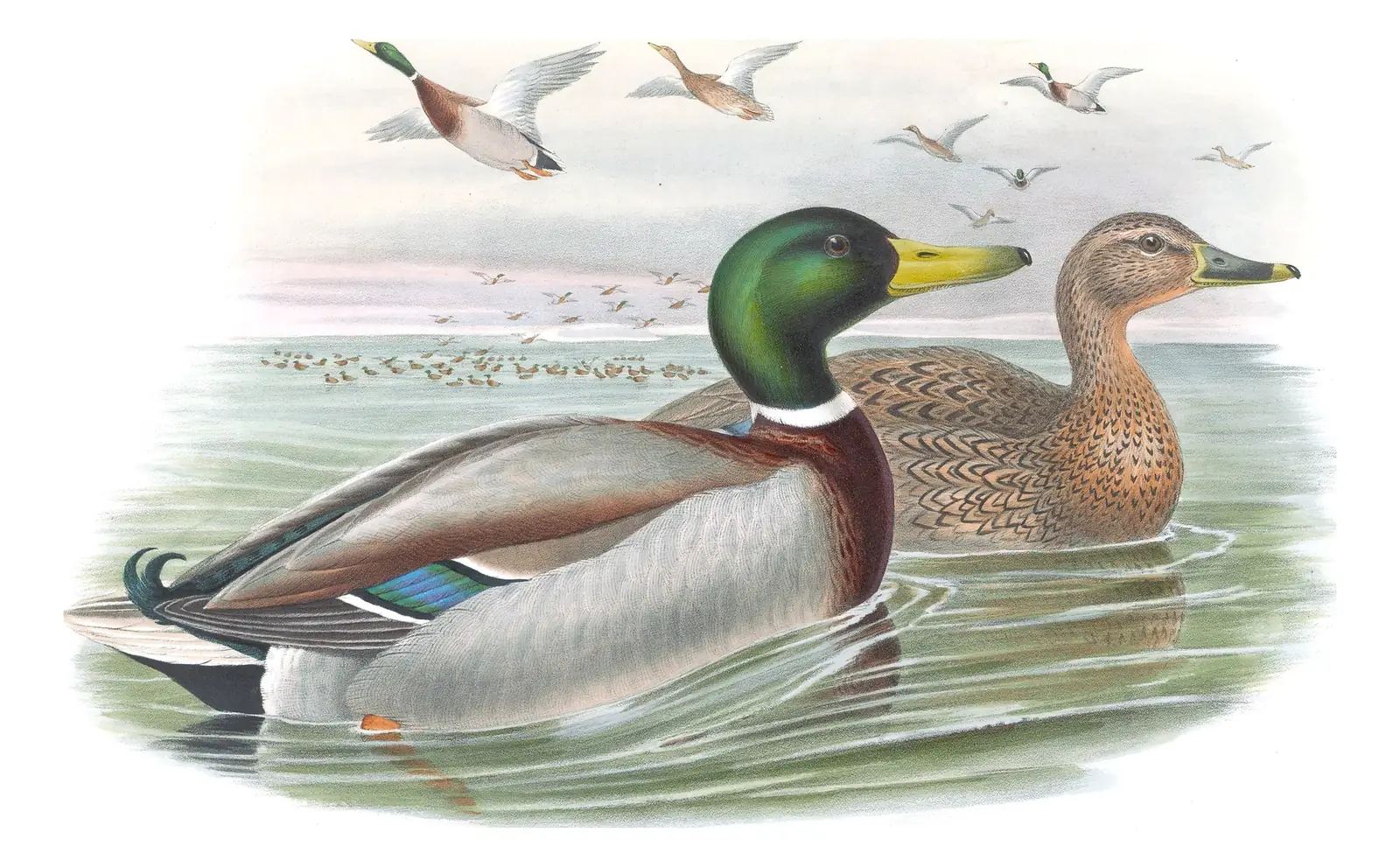 Volume V, plate 15 of Gould's The Birds of Great Britain: Mallard (Anas platyrhynchos)