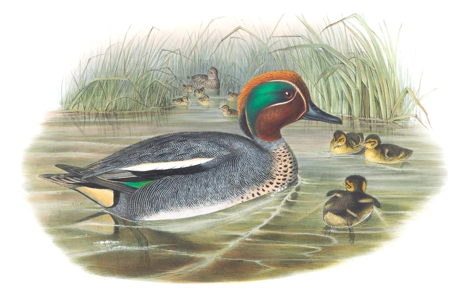 Volume V, plate 16 of Gould's The Birds of Great Britain: Green-winged Teal (Anas crecca)