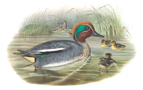 Volume V, plate 16 of Gould's The Birds of Great Britain: Green-winged Teal (Anas crecca)