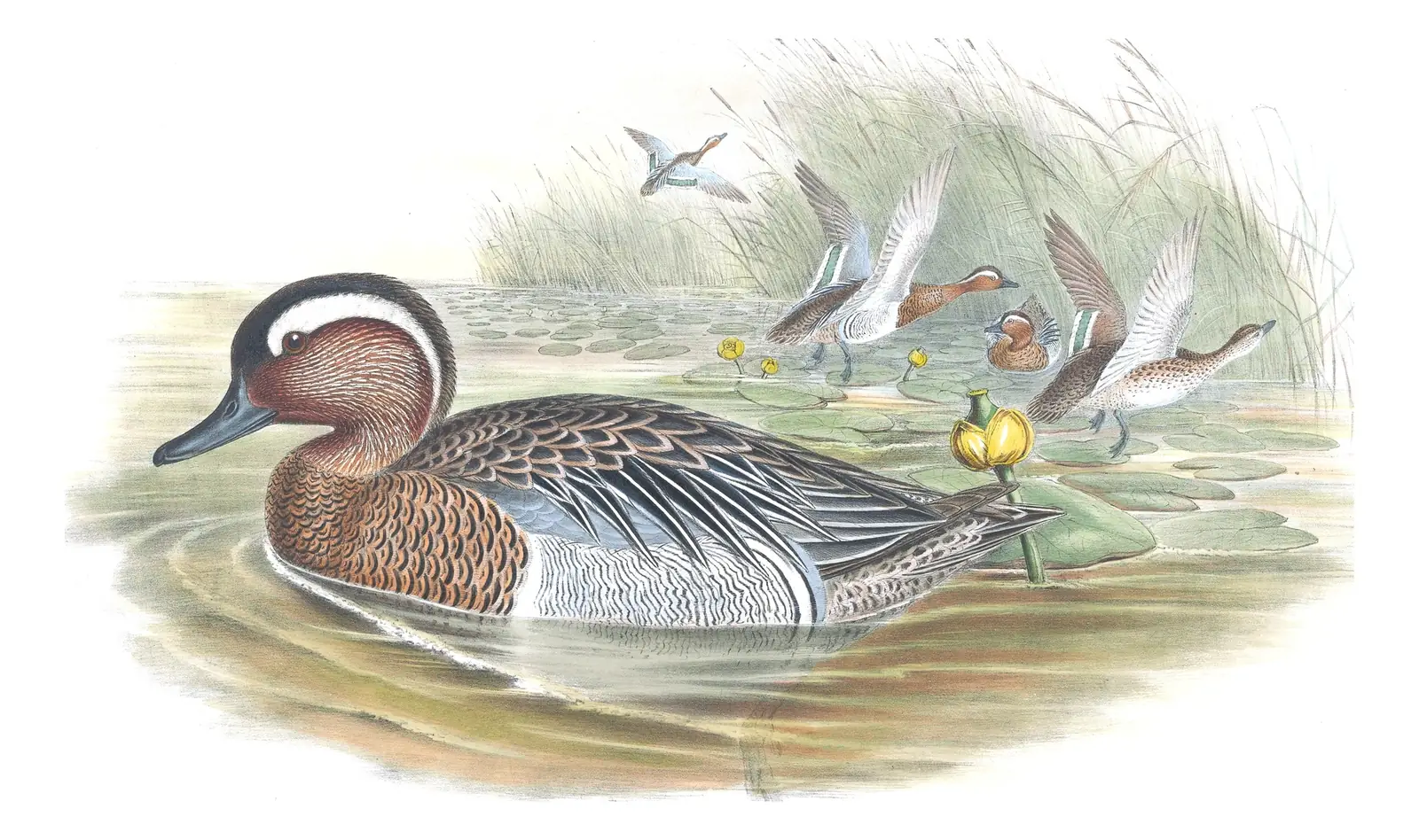 Volume V, plate 17 of Gould's The Birds of Great Britain: Garganey (Spatula querquedula)