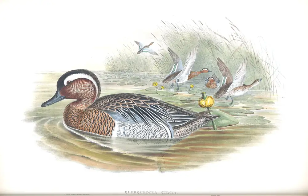 The whole sheet of volume V, plate 17, with its engraved caption