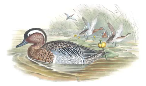 Volume V, plate 17 of Gould's The Birds of Great Britain: Garganey (Spatula querquedula)